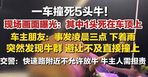 “牛：受伤的为什么还说我？”一辆小车把5头牛撞飞了，司机正吓得哆嗦，交警一摆手：