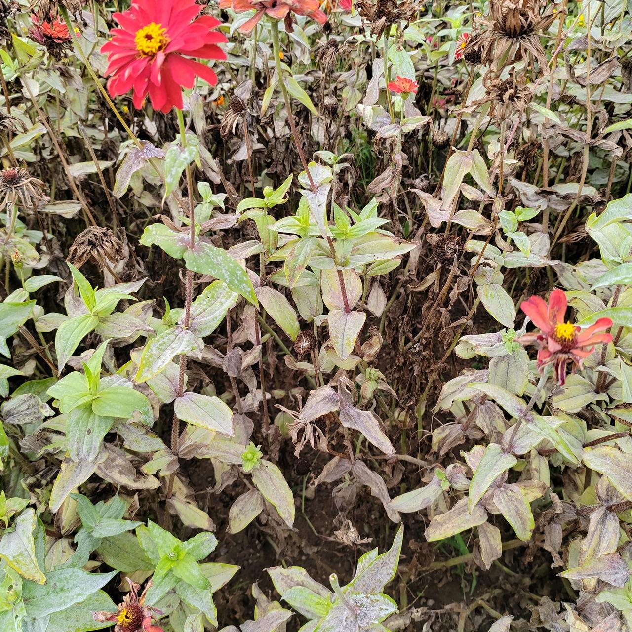 因为雨水太多，这一片万寿菊浸染了霜霉。
万寿菊抗病能力强，但是也有上限。
就比如