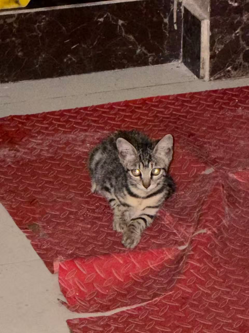 长沙小猫同城找领养性格超级好超级亲人的猫咪。要求： 领养后不得售卖或弃养；有饲养