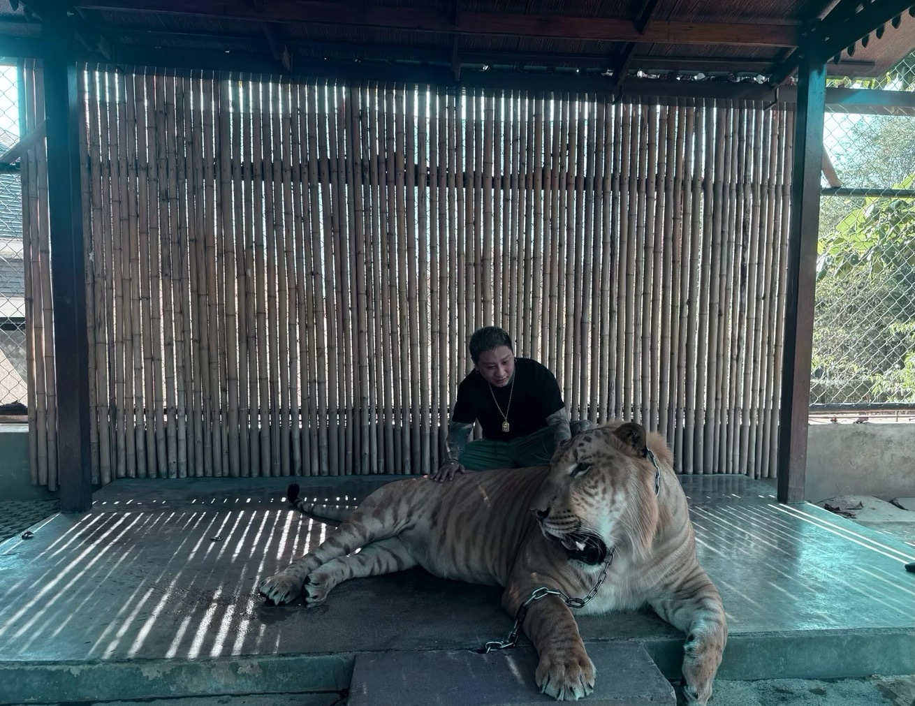 方丈和狮子王成为好朋友了~