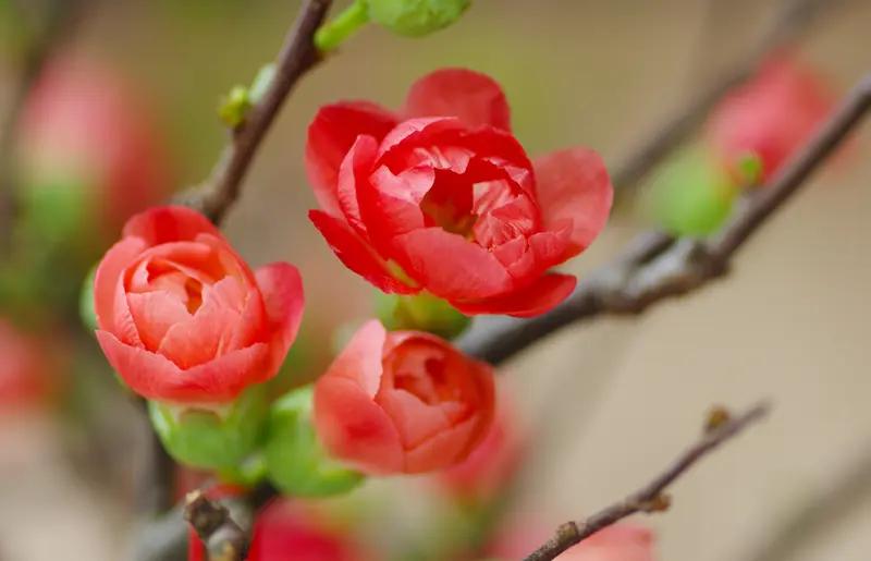 下联：片片绿叶送和风。诚邀上联朵朵红花迎春色