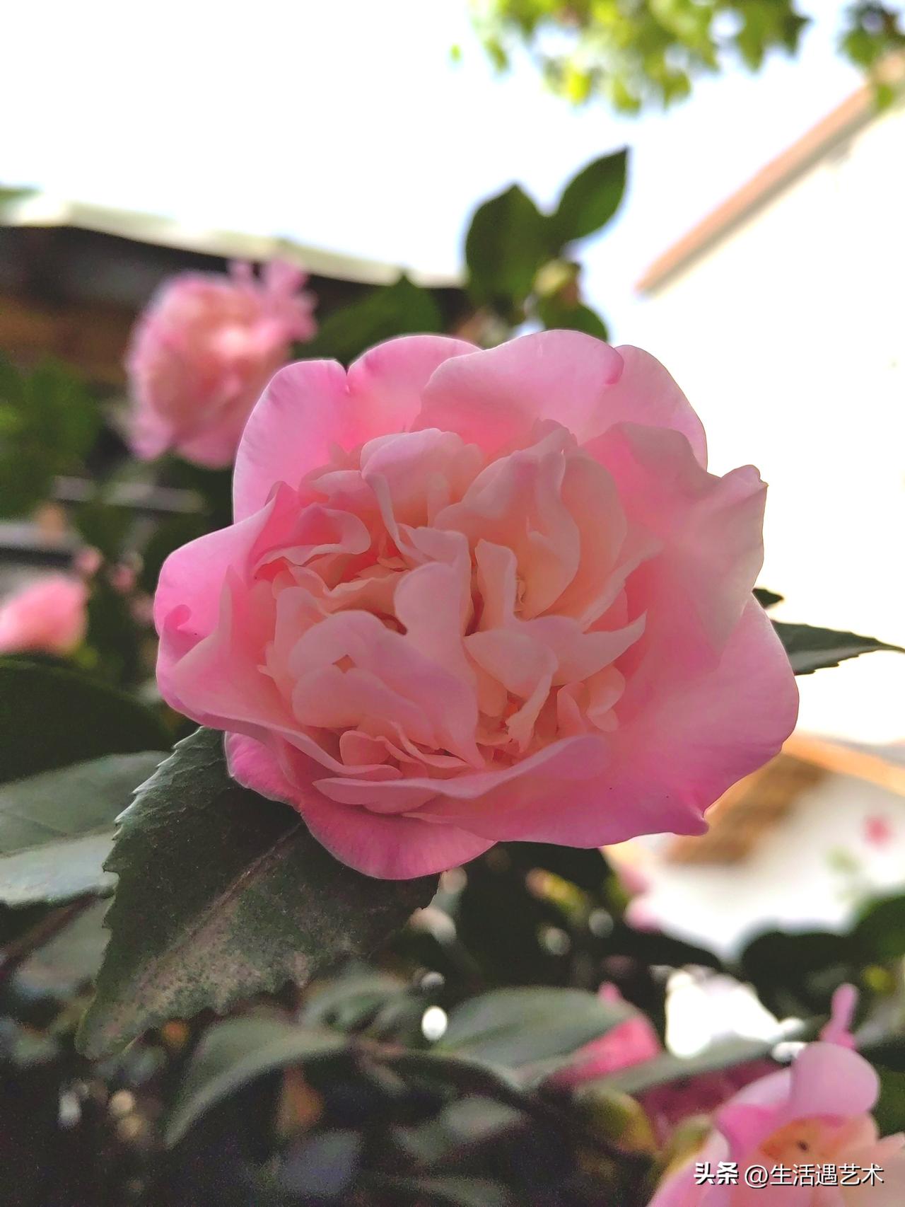 晒图笔记大赛很温柔的茶花，犹如温润的少妇。太爱了吧！