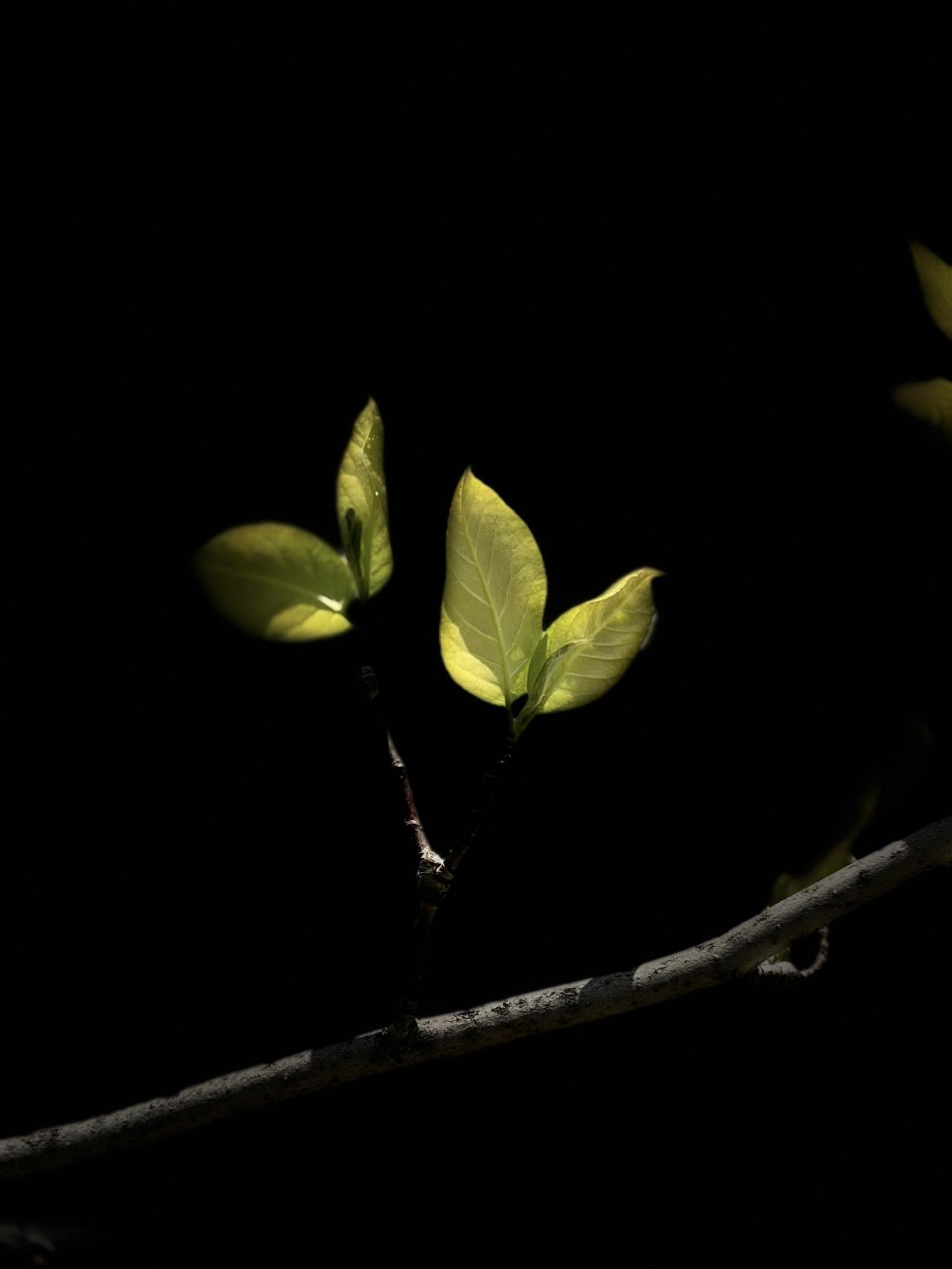 深夜偶遇的小美好✨
黑夜里，被灯光照亮的枝叶，像自带滤镜的温柔。
原来最治愈的风