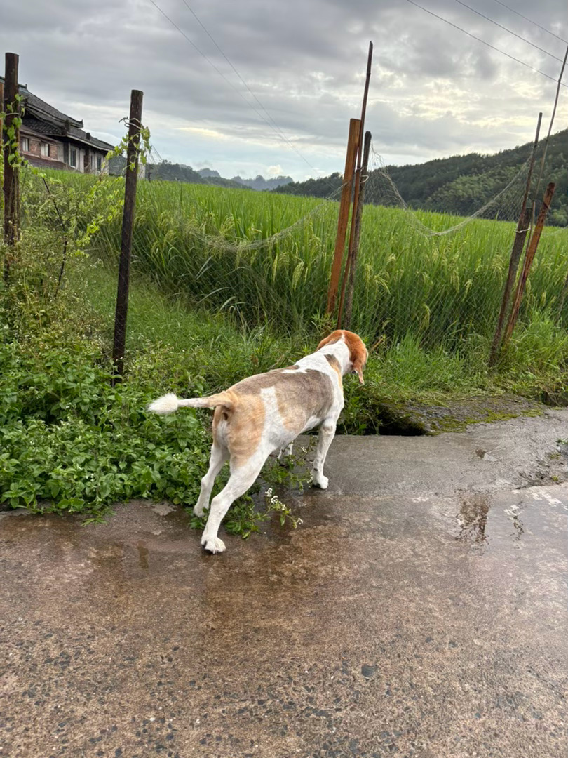湘西有雨🌧️ 