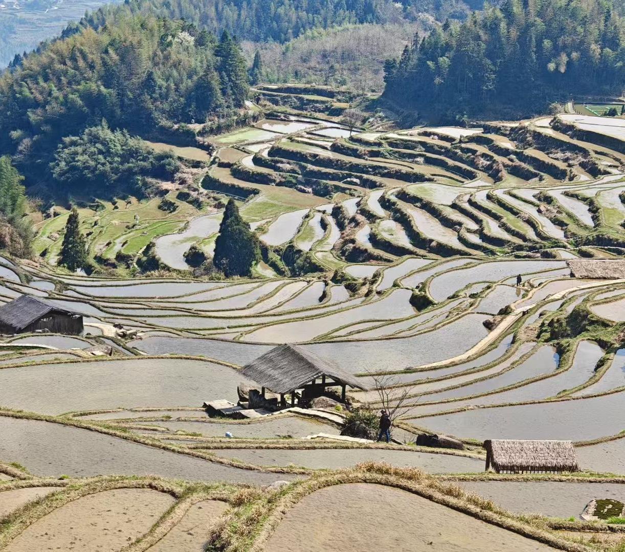 分享一组梯田美景图片层层梯田如大地的指纹，盛满春日天光，山风漫过，藏着最质朴的烟