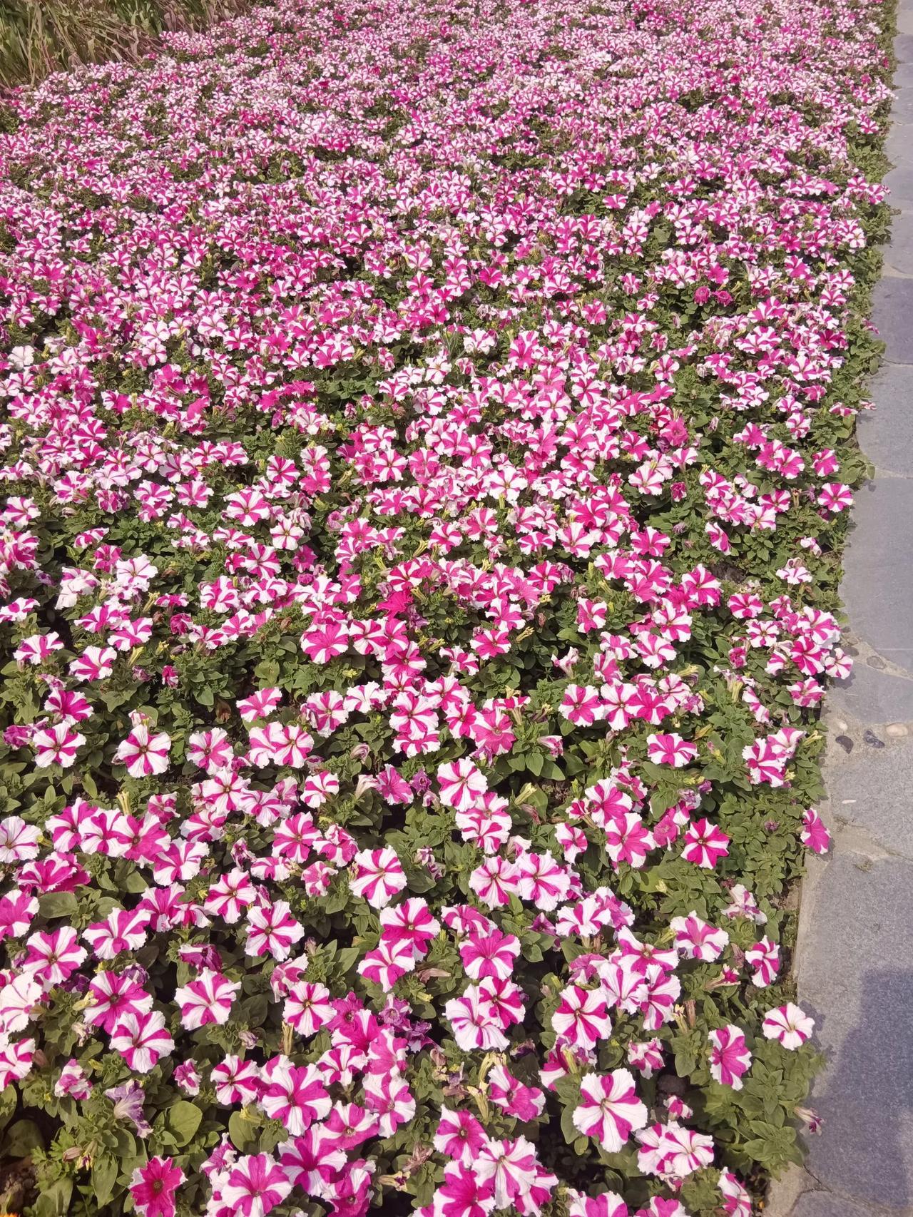 发一张你相册最近拍的花