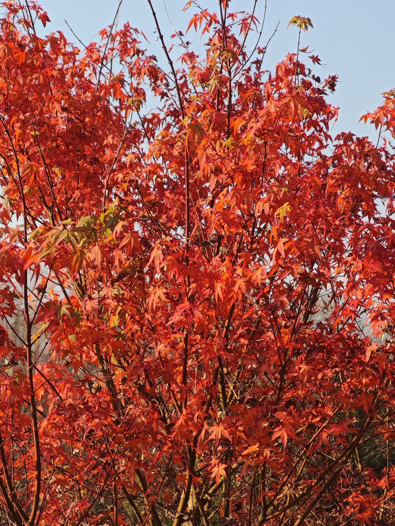 晒图笔记大赛已是深冬，公园里霜叶仍然红于二月花，十分养眼。