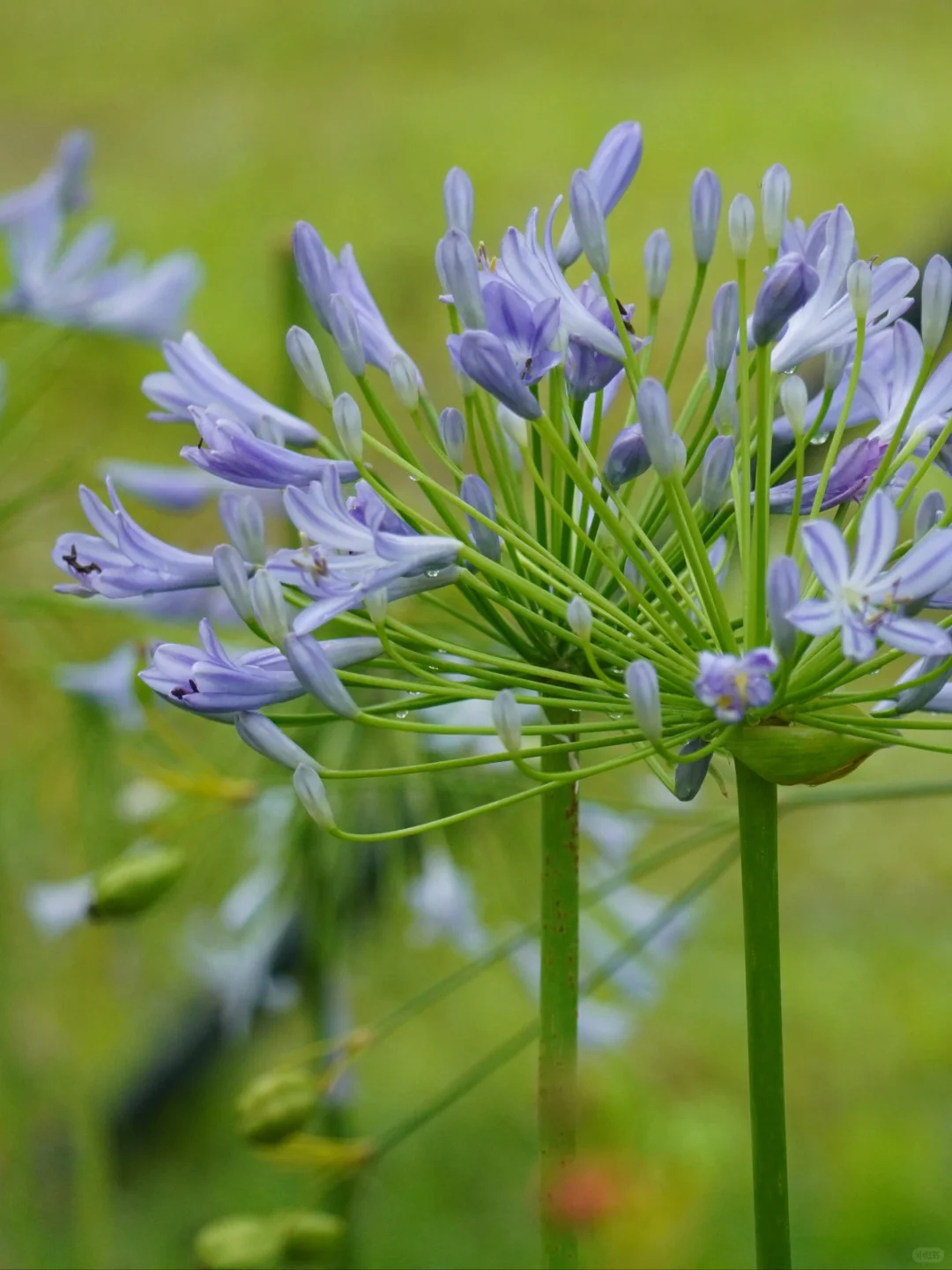 植物笔记484 | 来自非洲南部的“爱情花”