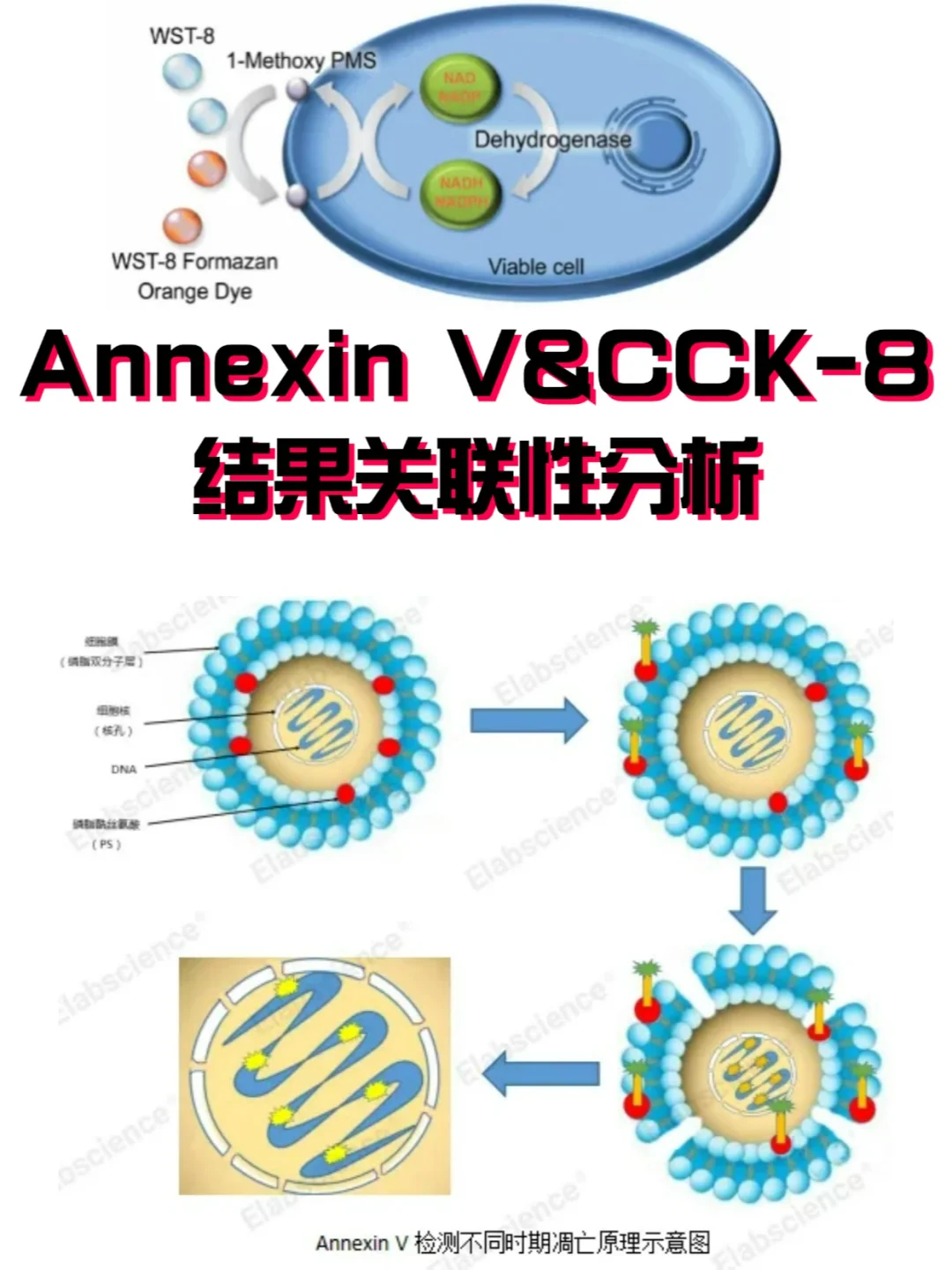 数据还对不上？Annexin V&CCK-8关联性分析