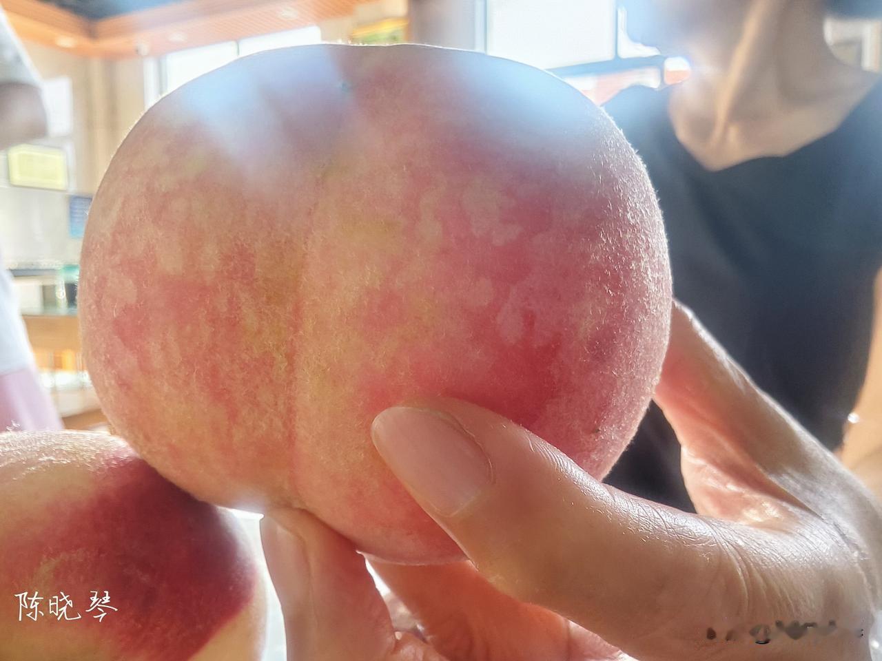 这里的桃子🍑真心便宜，一种有毛的一种没毛的，又大又甜，5元两斤，没毛的更好吃，