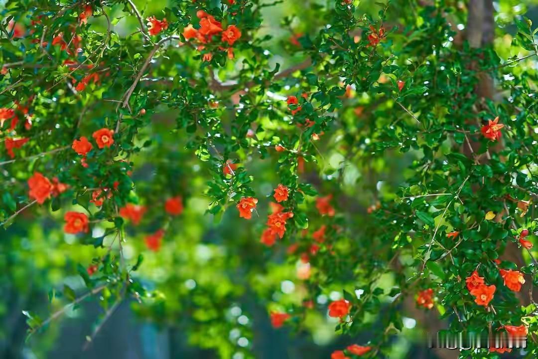 浣溪沙.咏石榴花
     符进朝
一树丹霞映翠廊，
红英灼灼染晴光。
薰风拂处