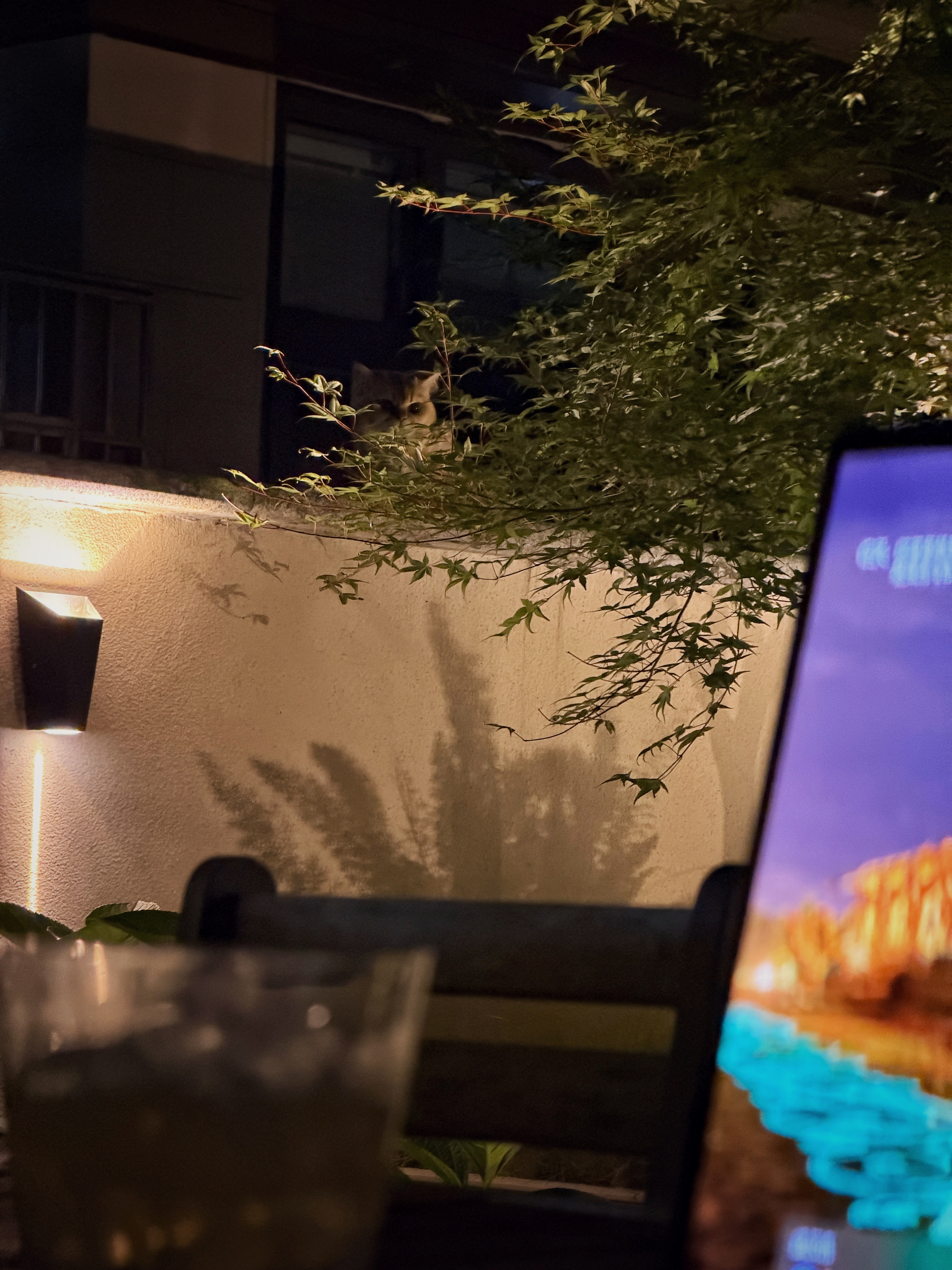 不是，我认真写作业呢，哪来的小可爱暗中观察我半天。猫粮给准备好啦，整点儿宵夜吧?