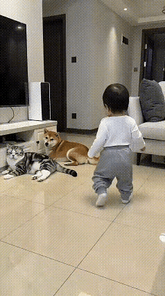 宝宝晃晃悠悠想跟柴犬贴贴，结果狗子太激动直接站起来扑，给娃吓得一屁股坐地上当场哭