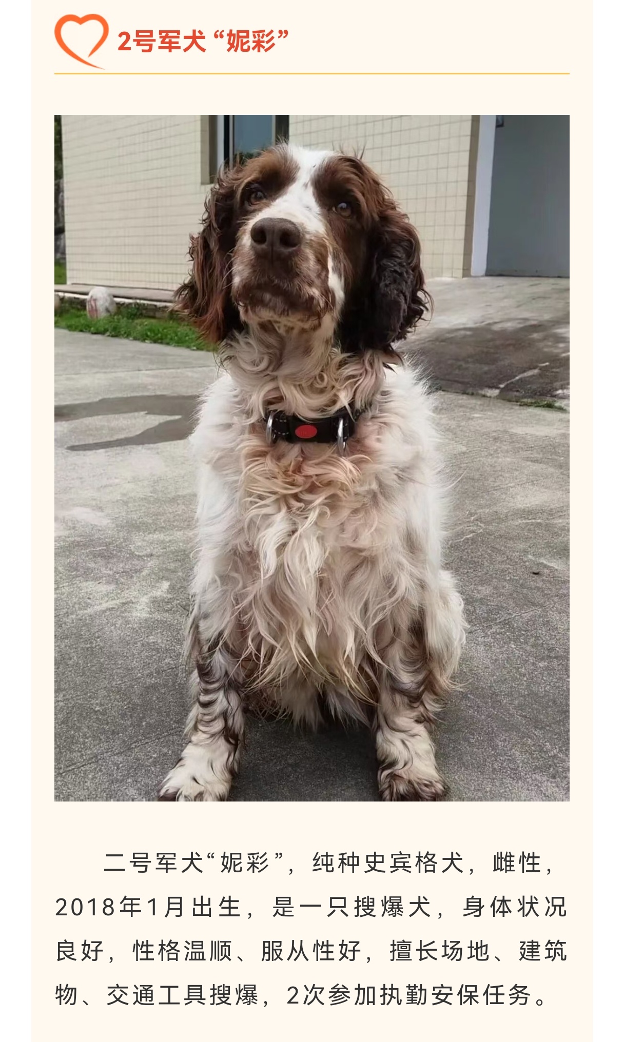 退役军犬领养丨为特殊“战友”找到好的归宿！(江西武警)退役军犬