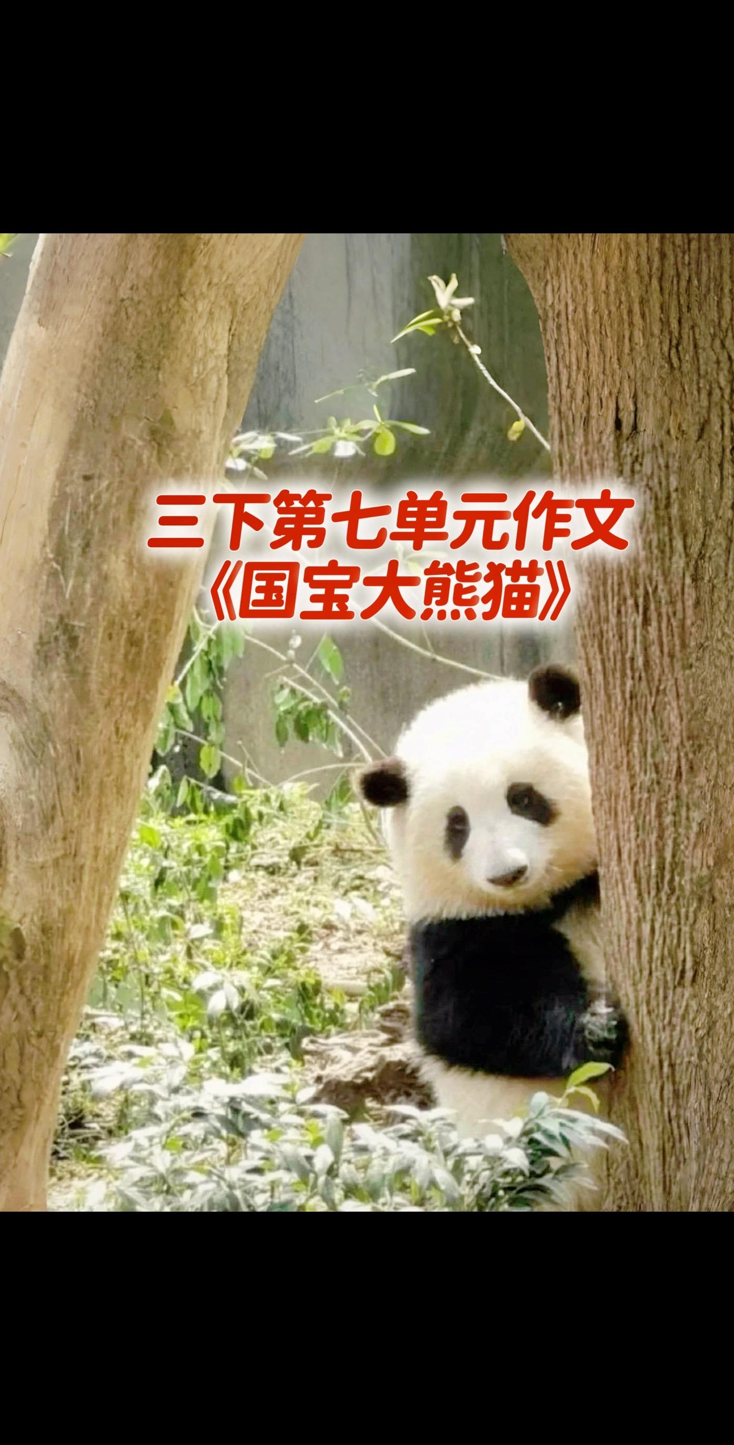 宝妈们，小学三年级下册第七单元作文《国宝大熊猫》第二篇送给孩子，要背下来～