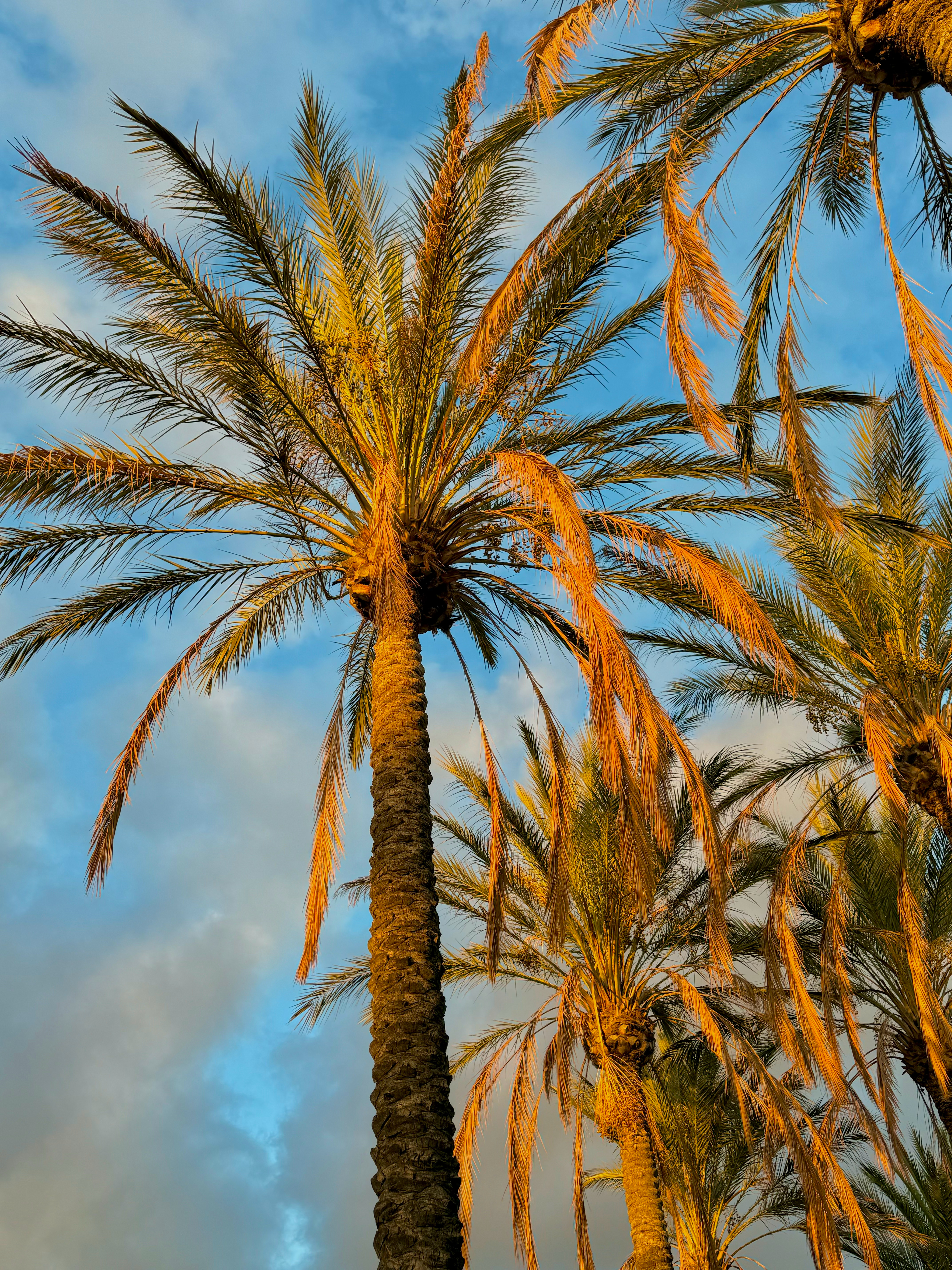 California Vibe🌴🌴🌴 