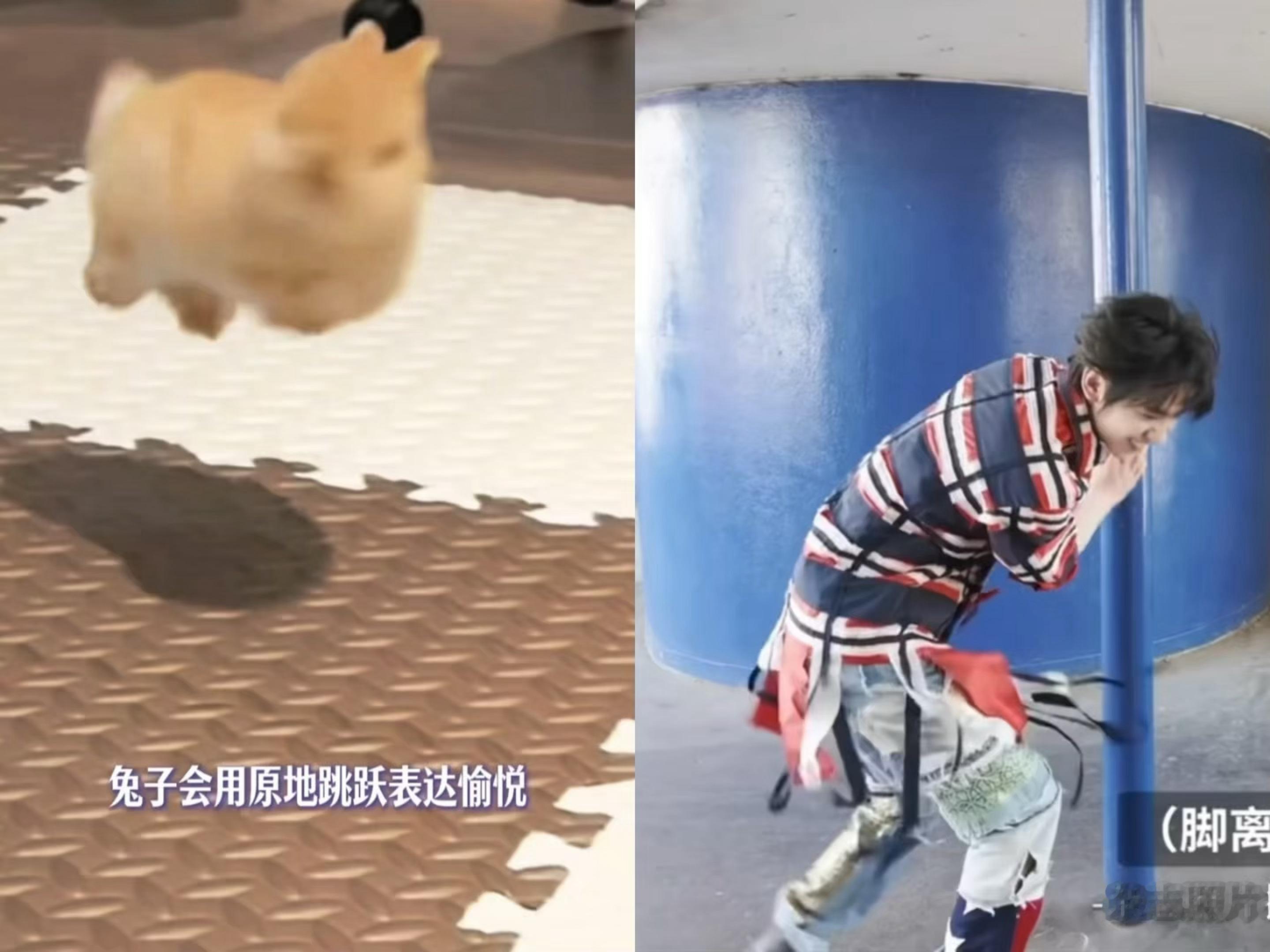 兔子会用原地跳跃表达愉悦🐰 
