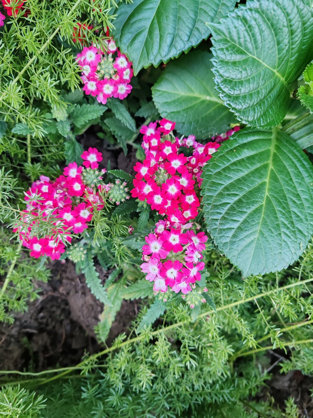 在4月3日的初舞台直播中，倪萍作为评委的三次举动被观众认为破坏了比赛的公平性：选