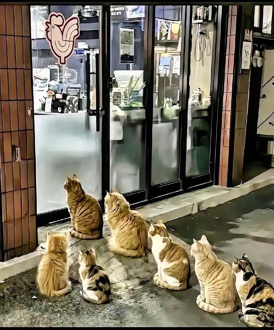 老板没成网红，猫却成了网红了，
杭州有家烤肉店老板每天傍晚把没卖完的烤肉端给门口