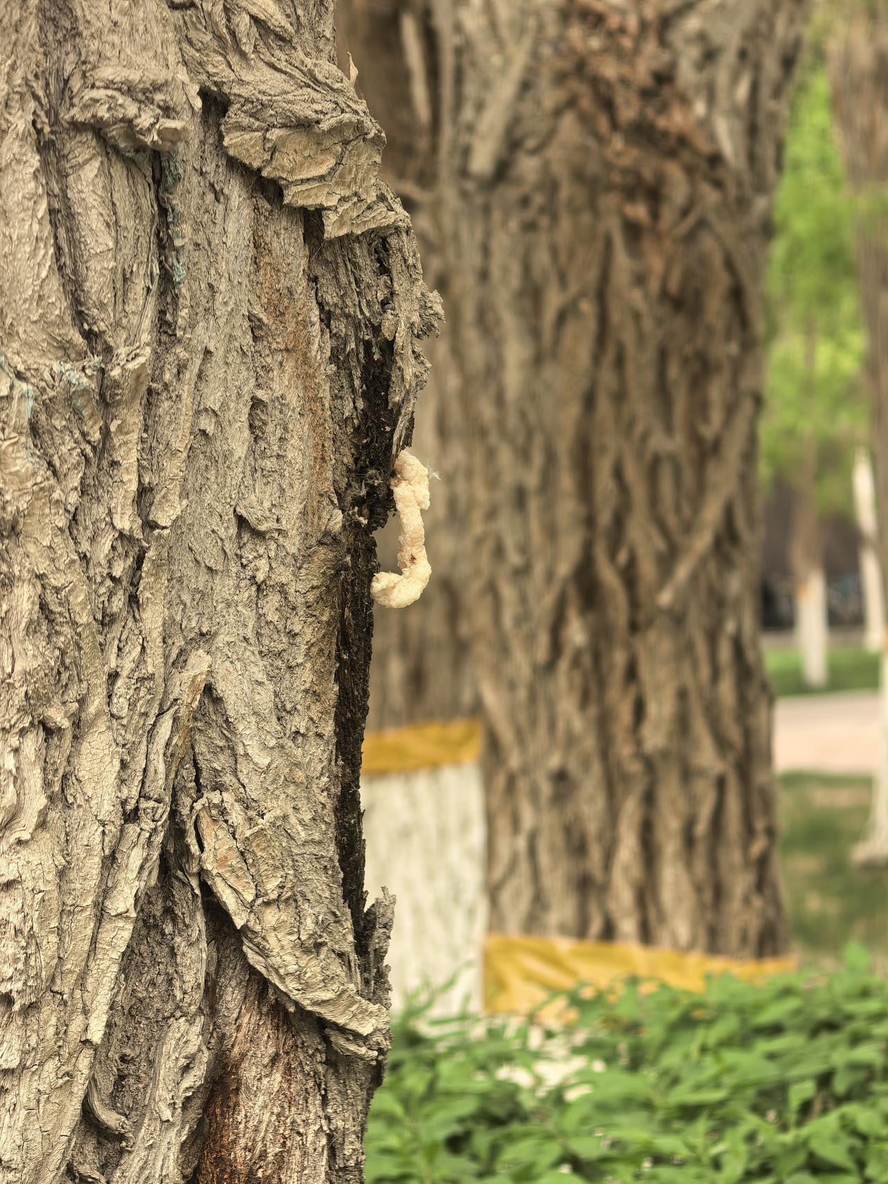 洋葱对心血管的好处

小舅前几天突然心口剧痛，路走不了，气也喘不上来，家人赶紧送