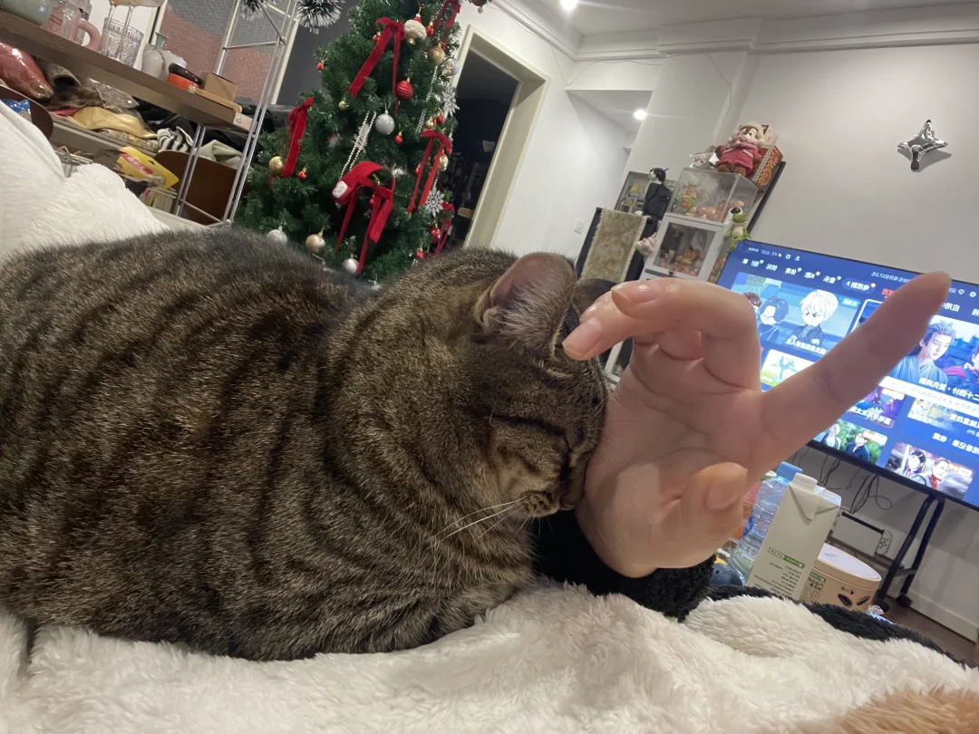 人 让咪靠会儿