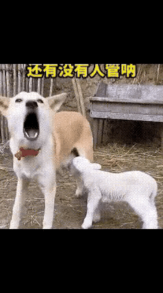 汪星人：小羊，你妈妈呢？
羊：听说你找我？