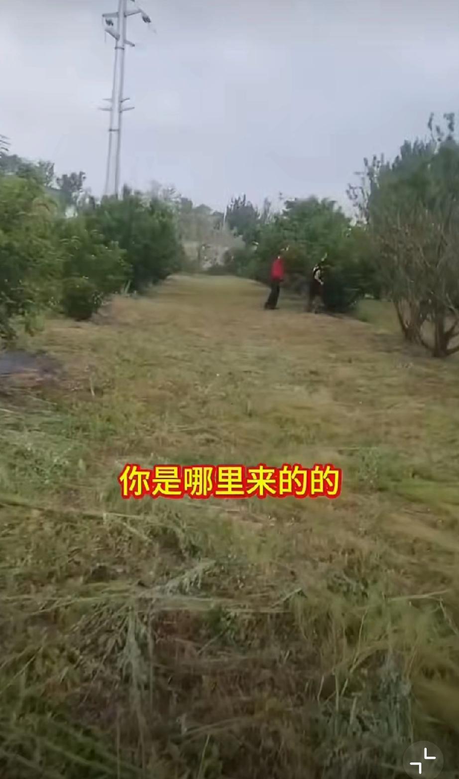 5月11日，青岛。两名女子开车偷别人樱桃还如此嚣张，大爷大妈也太老实了吧！ [发