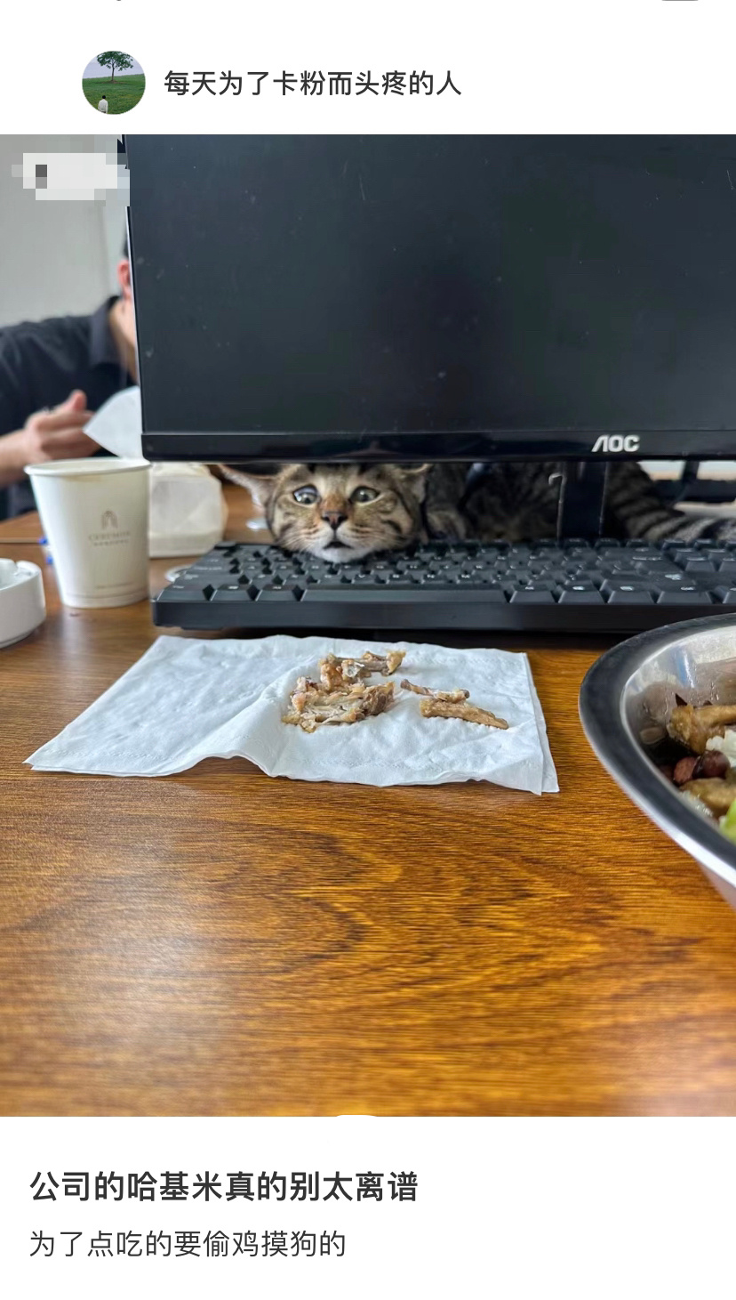 公司的小猫为了讨口饭也不容易[doge] ​​​