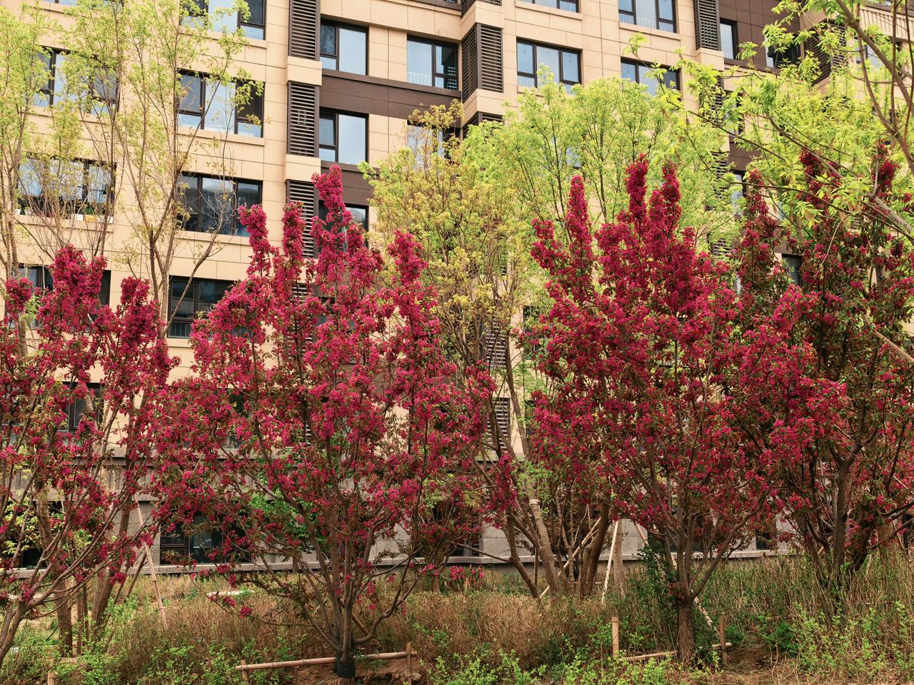 鲜花绚烂，五彩斑斓，
桃红柳绿，姹紫嫣红。

这里是我居住的小区，每到春天，小区