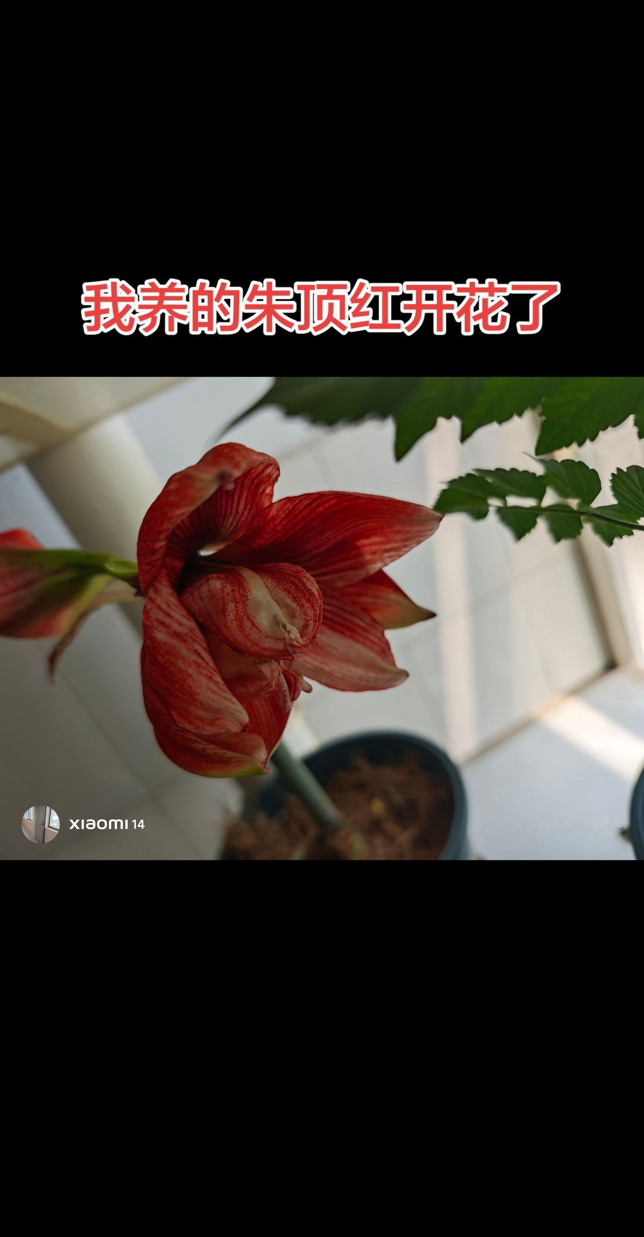花开了，心情更好了。