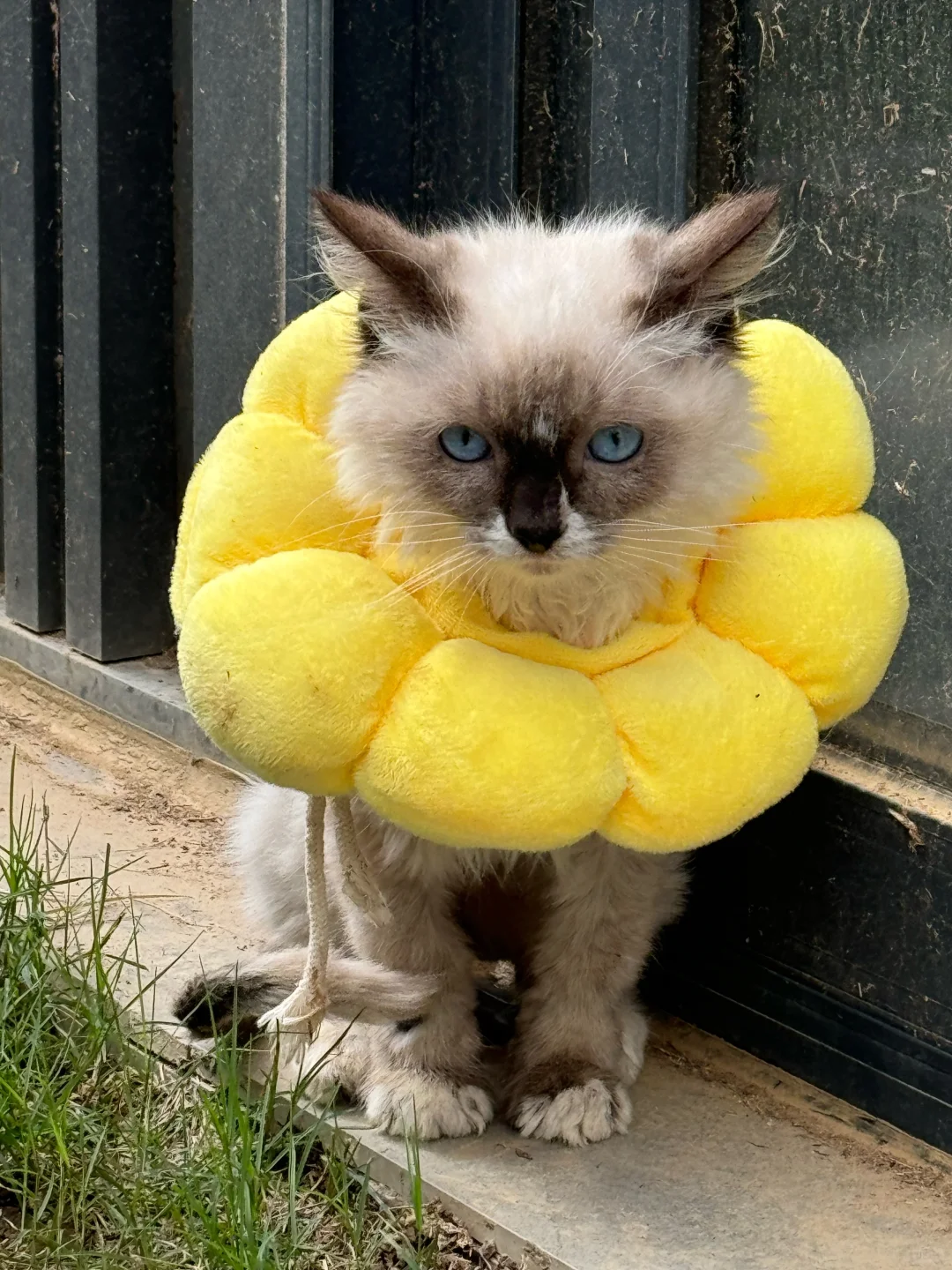 光屁屁猫忙得很：爸爸去哪啦？