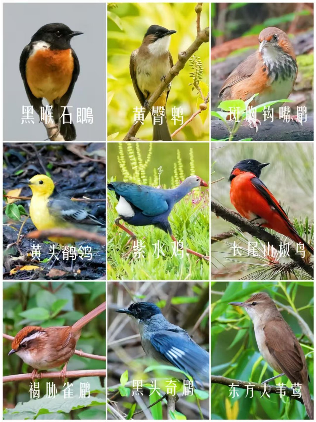 00后北大女生一年观560种鸟的确这个北大的女生真的还是挺让人觉得佩服，而且这一