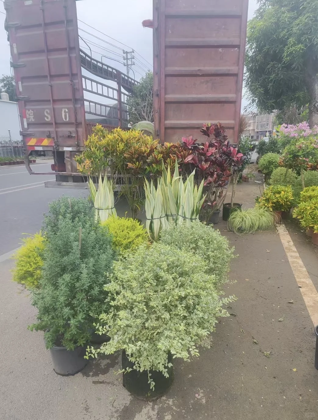 花草自由
