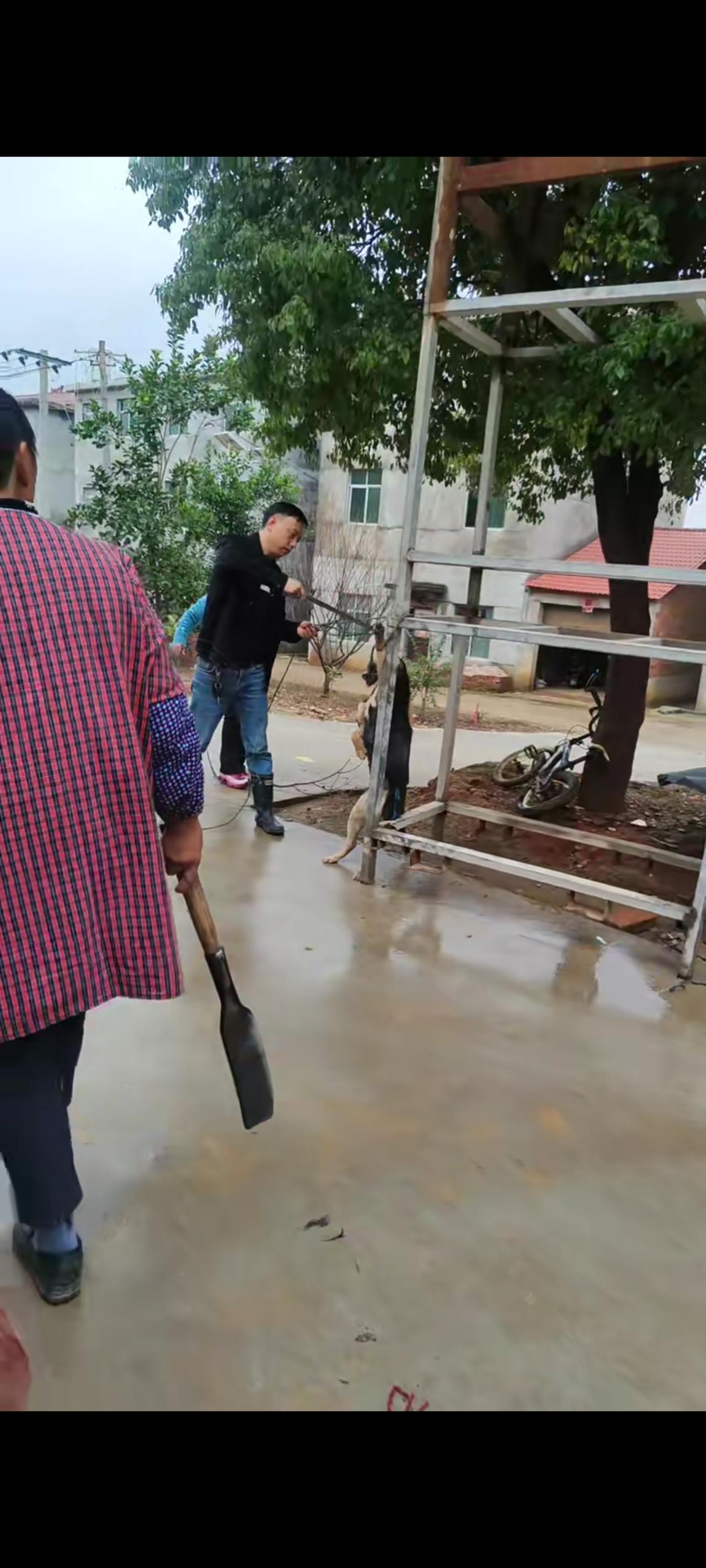 为了招呼远方的客人，玉林本地人直接拉出一条狗狗，当着众人的面直接将她现场宰杀！