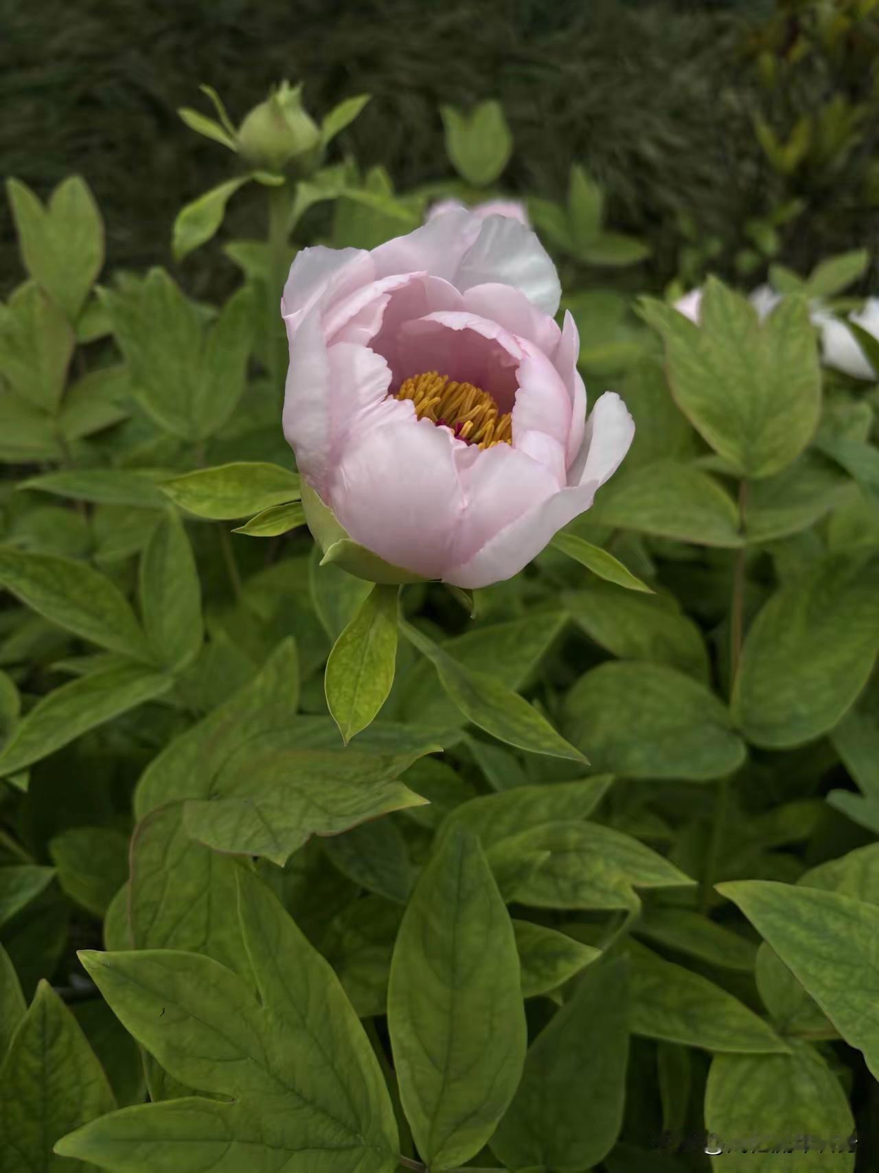54岁丈夫节俭到让我难堪，懂缘由后我满是心酸
 
我老公真是太丢人了，有些话说出