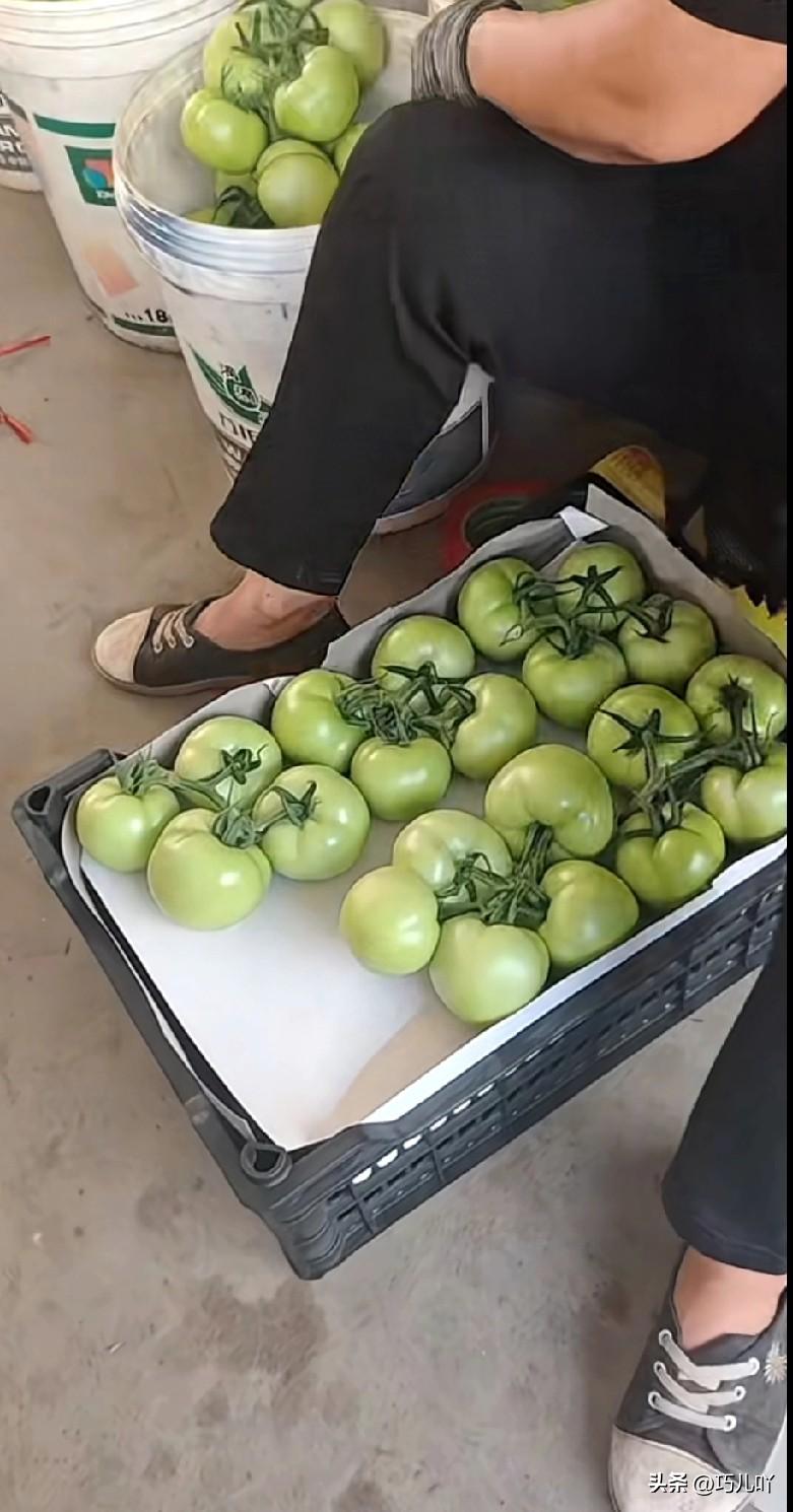 终于弄明白了，有时候从超市里买回来的西红柿为什么又硬又难吃。原来，个别黑心的菜农