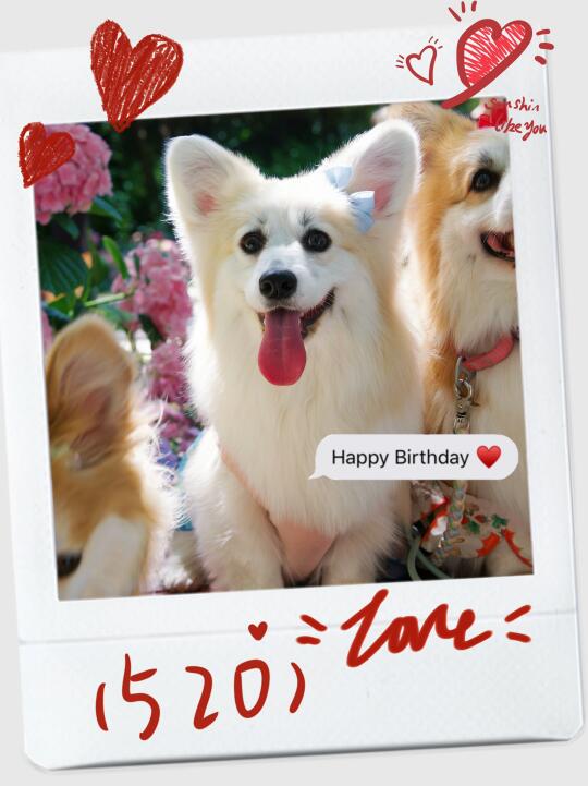520是小樱花的生日🎂