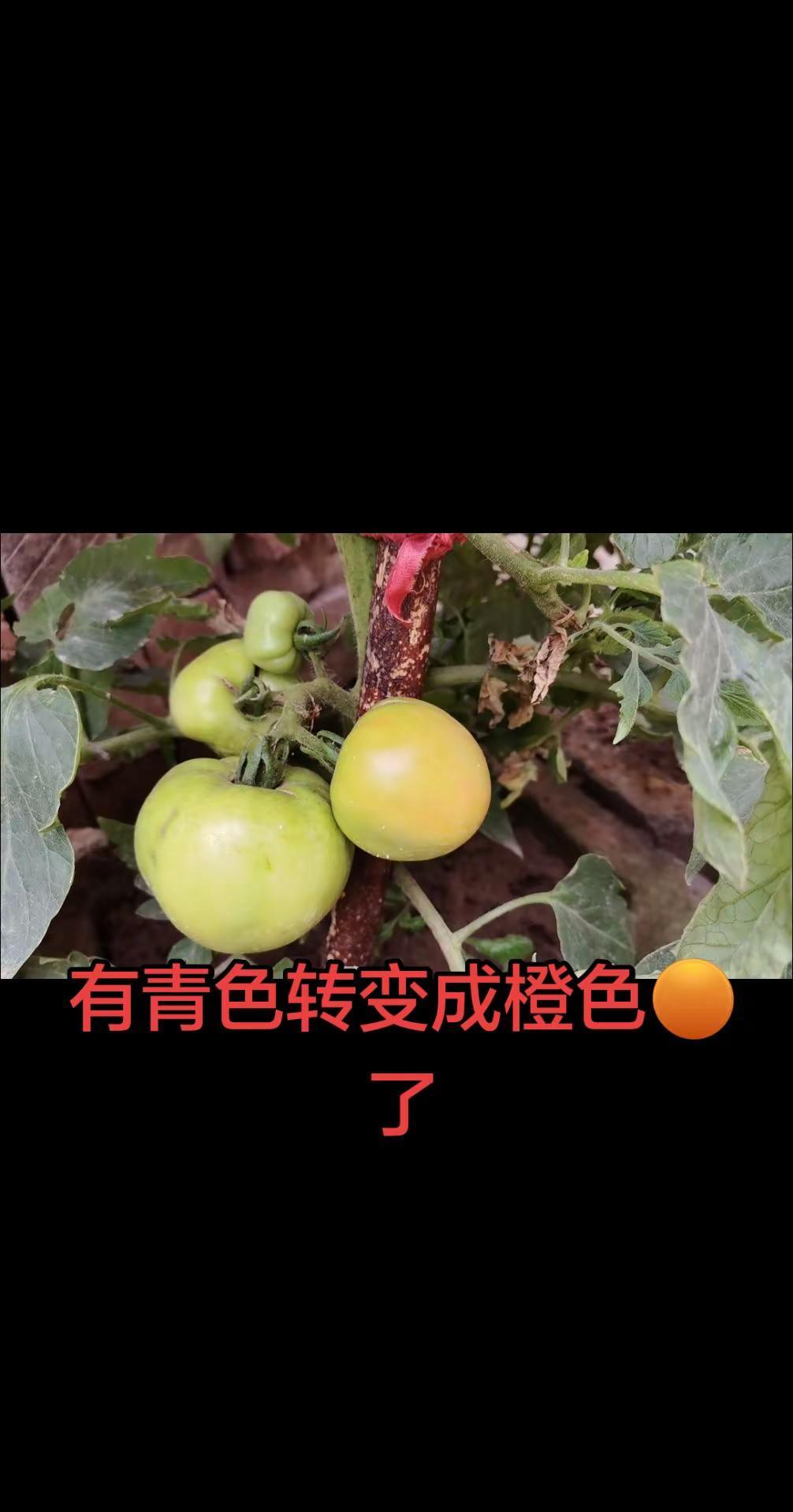 快可以吃了！