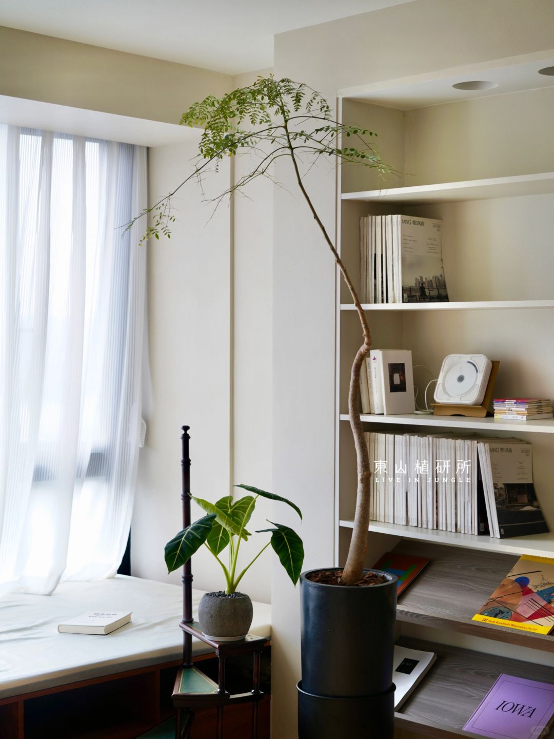 绿植软装｜家居绿植装饰灵感