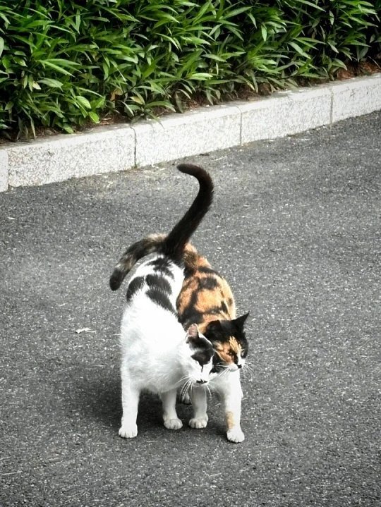 小猫的面相真的会随主人猫咪越长越像主人并非巧合，挑选时大家常会下意识挑选气质五官