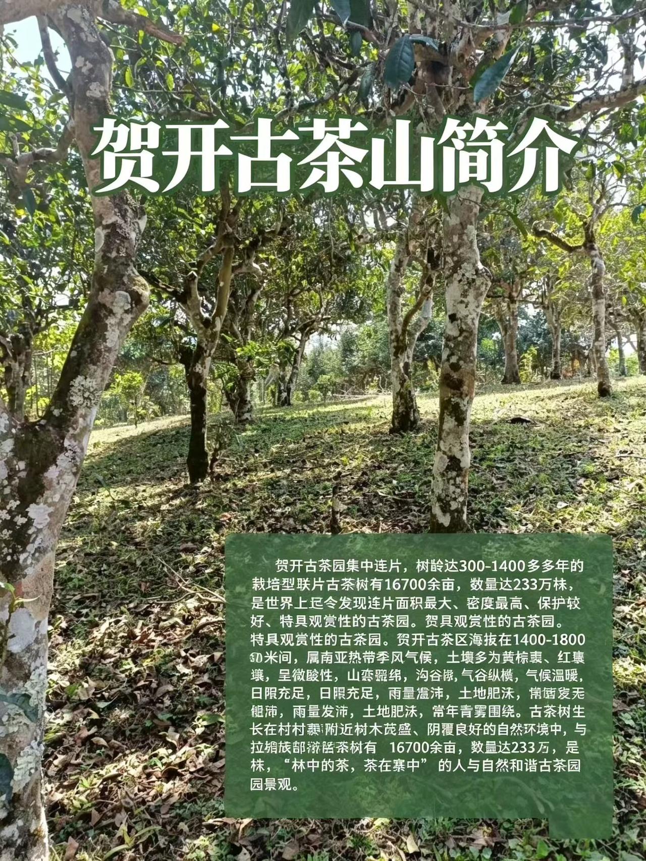 在贺开古茶园里尝了白茶、生茶、红茶，每一款都让爱茶的我舍不得放下杯子——大概这就