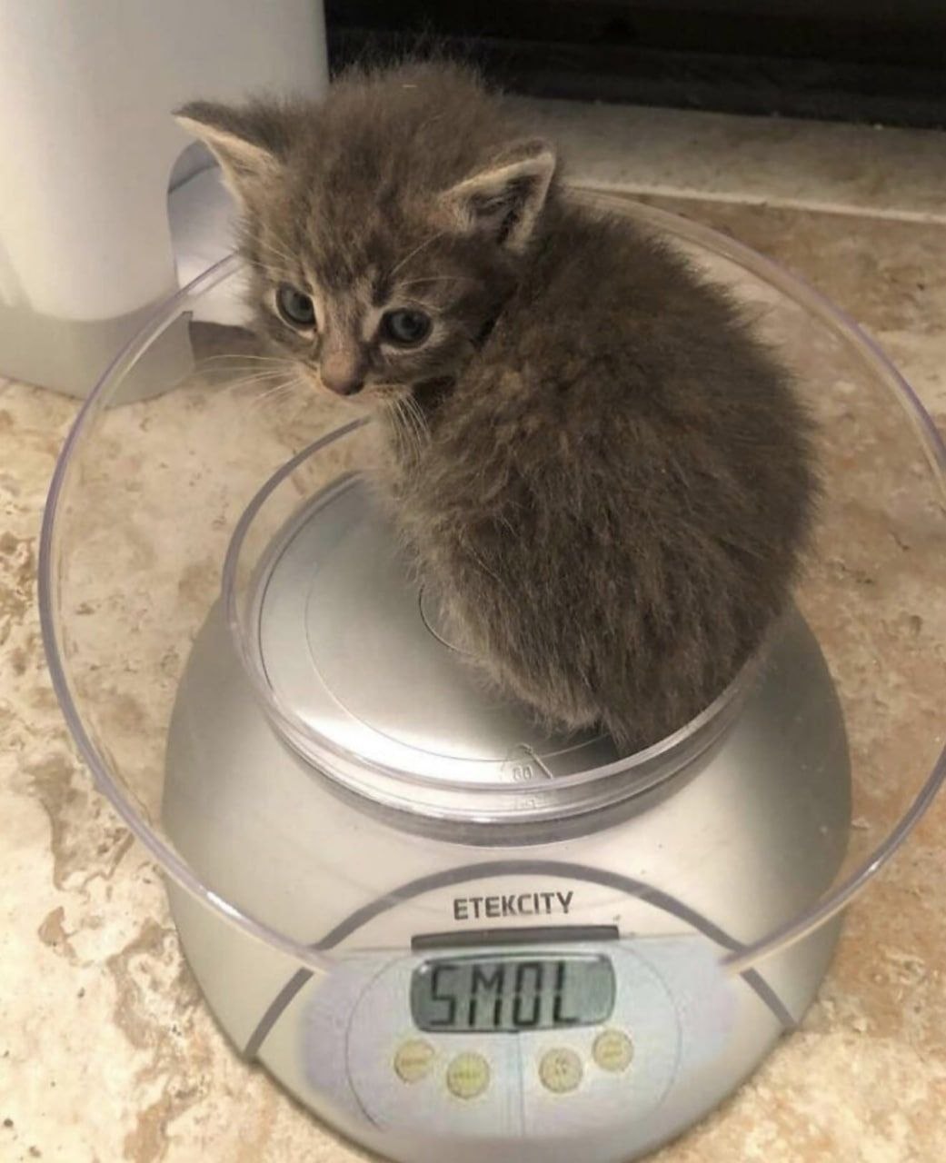 smol 