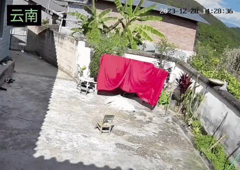近日云南，狗狗躺在地上晒太阳，晾被罩的架子突然倒了，整个被罩裹在了狗狗身上，狗狗