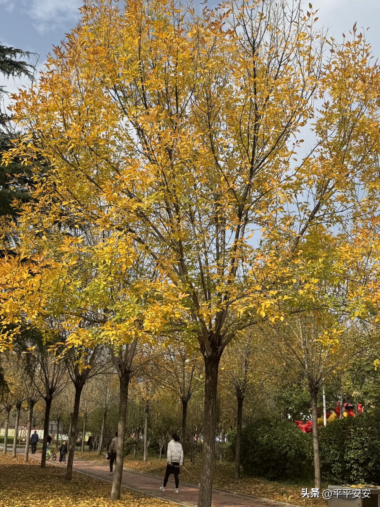 秋天，是一场盛大的金色交响曲。
漫步在林间小道，秋风轻轻拂过，树叶仿佛被染上了一