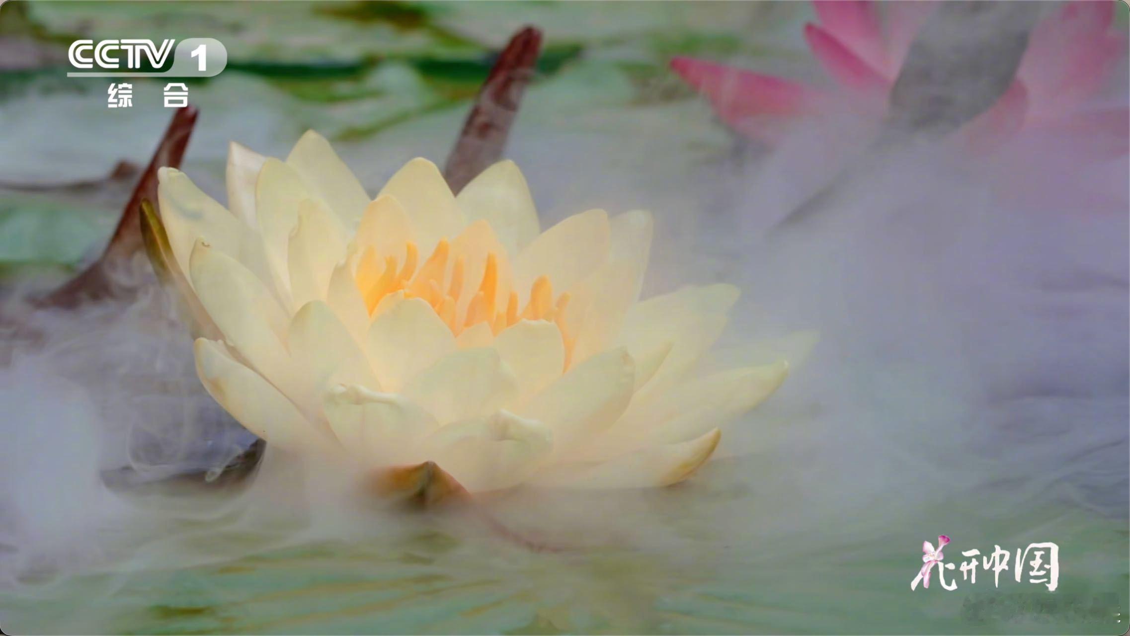 睡莲不是莲爱莲说的莲是什么花 爱它的清净，何必执着它的学名？周敦颐若知后世为此争