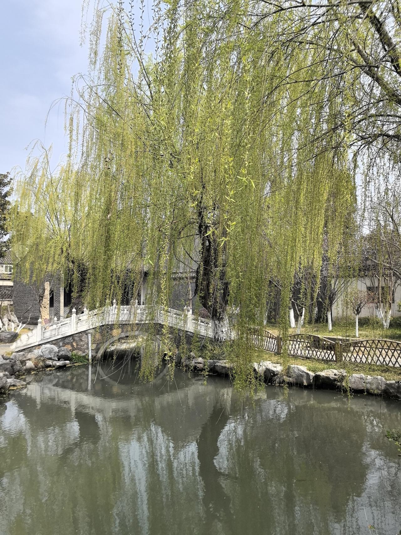 杨柳轻扬，春风醉。

绿柳暖春意 春风吹过柳芽新 杨柳春风醉