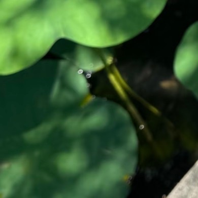 0000秣陵秋色种植1. 播种准备：选肥沃疏松的壤土或专用碗莲土，混合少量腐熟饼