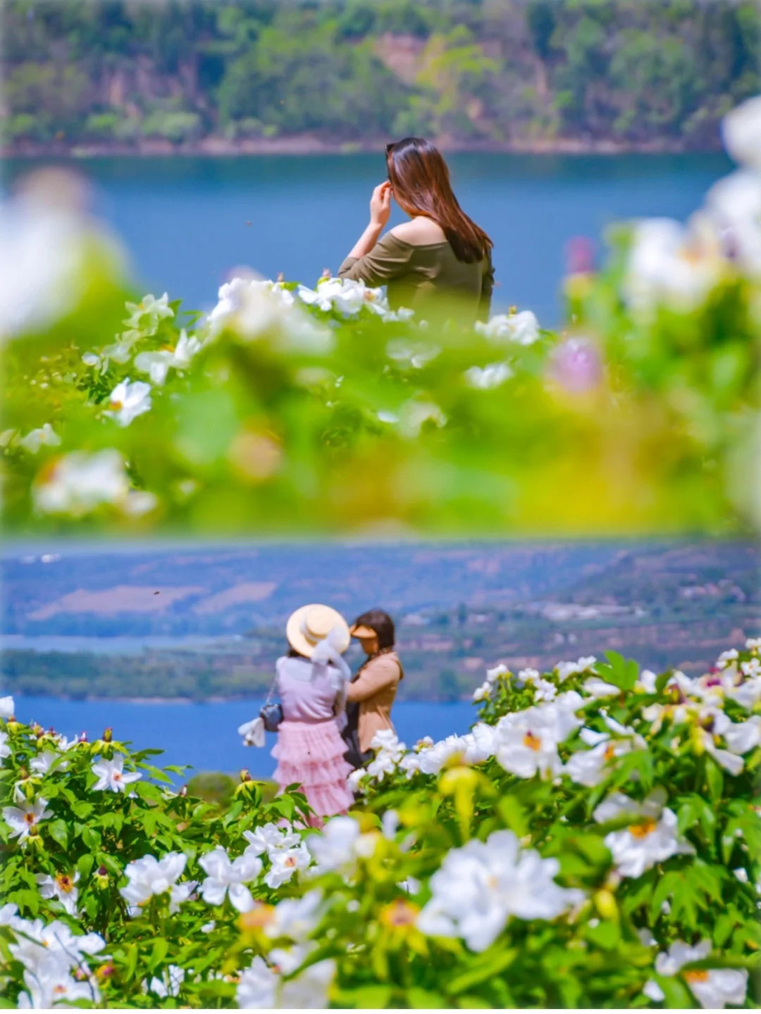 太出片❗️距西安2h百亩芍药花海🌸免费冲