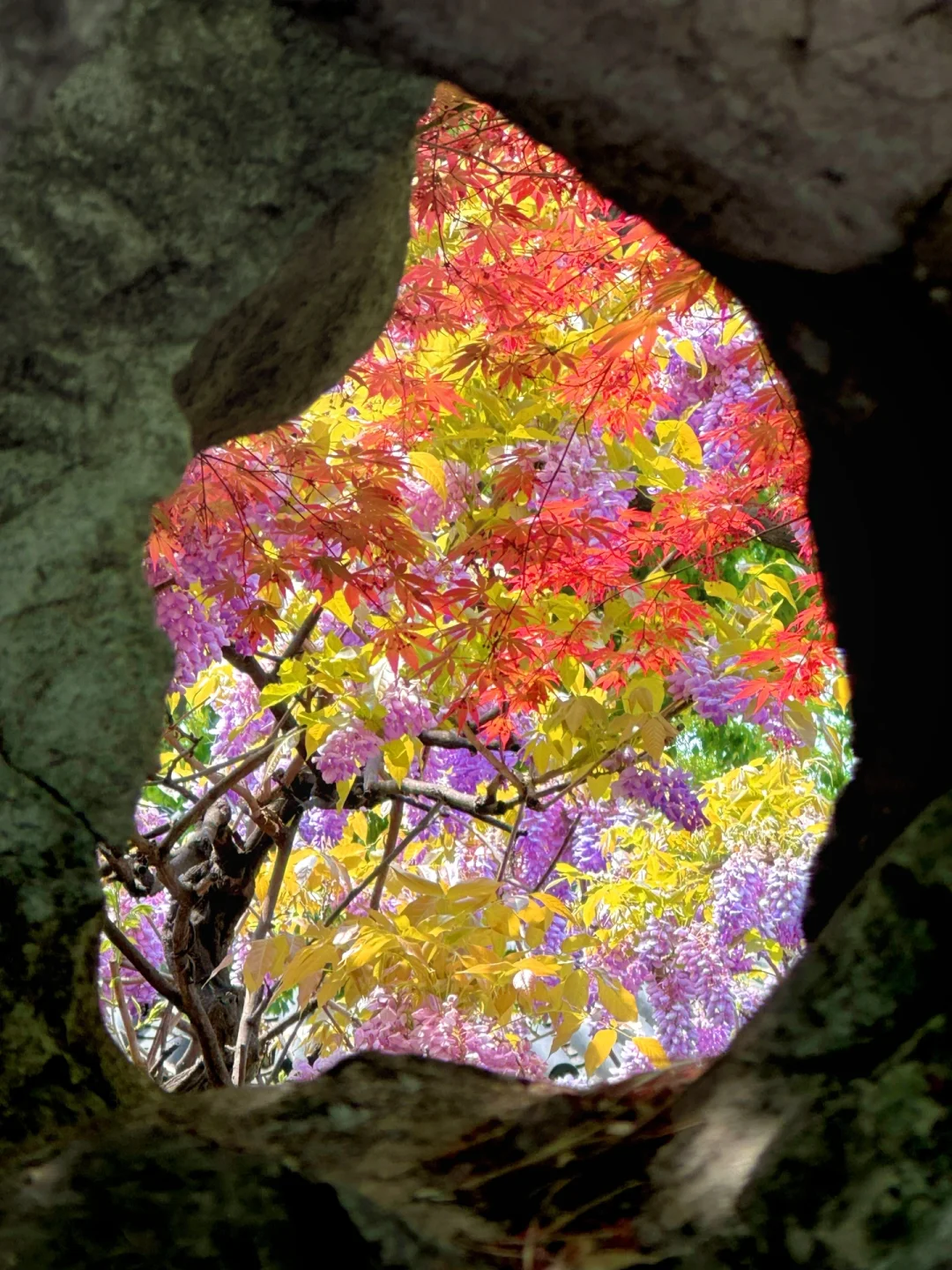 Live | 在狮子林我拍到了古人诗词里的春天