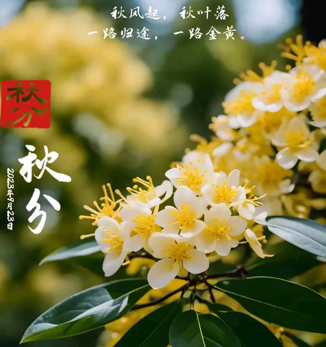 秋分时节，风凉夜长，思念如霜，悄然绽放。
回忆如藤，缠绕心房，那些过往，岁月难藏